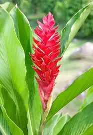 Alpínia vermelha em flor