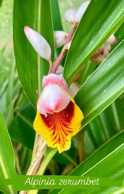 Flor de alpínia (Alpinia zerumbet) no jardim
