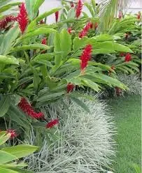 Alpínias vermelhas no jardim