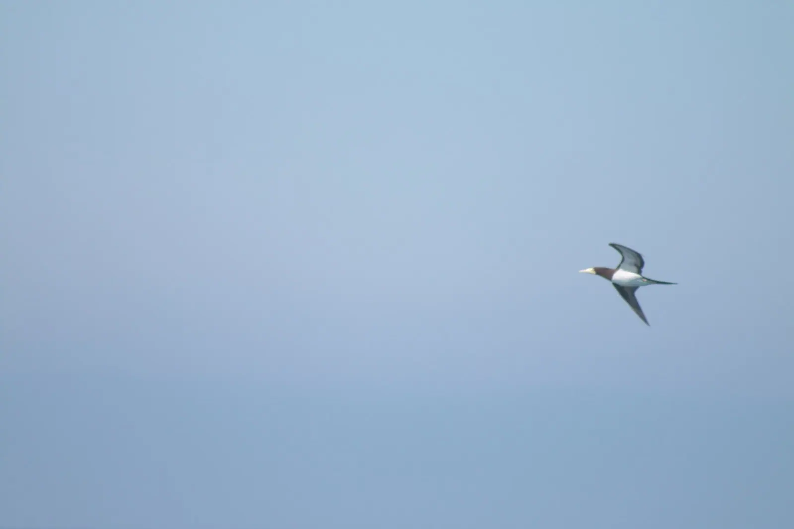 Atobá em voo sobre o mar do litoral norte