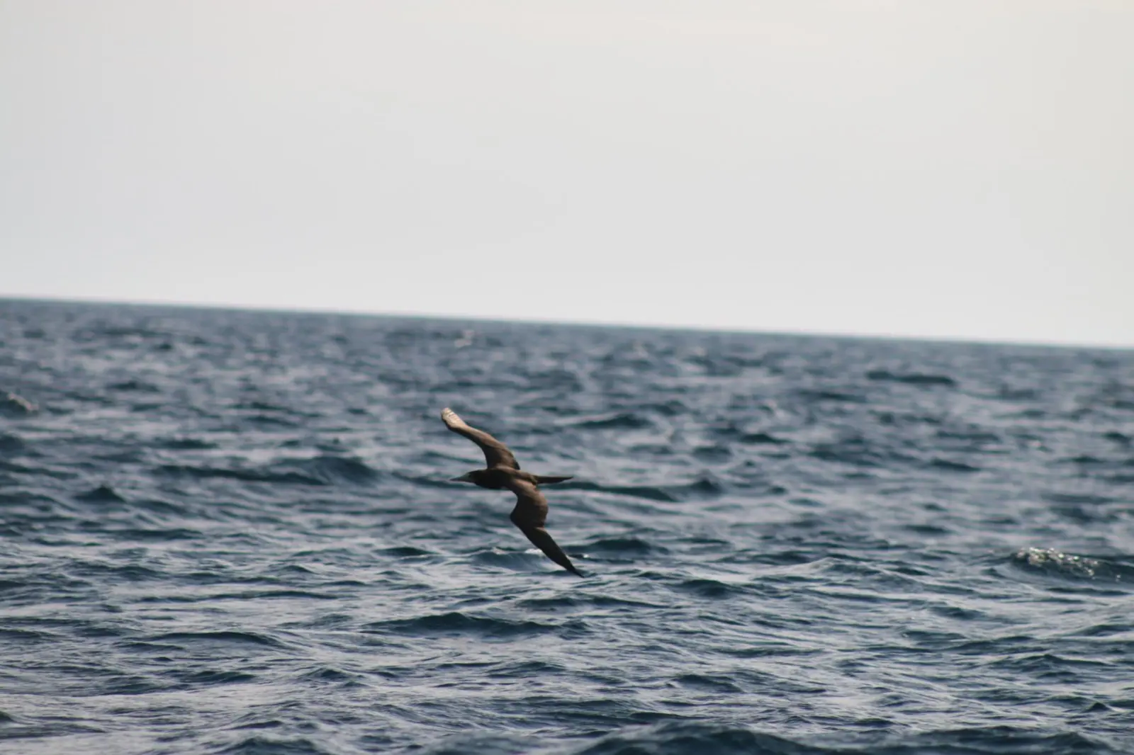 Ave marinha voando rente às ondas