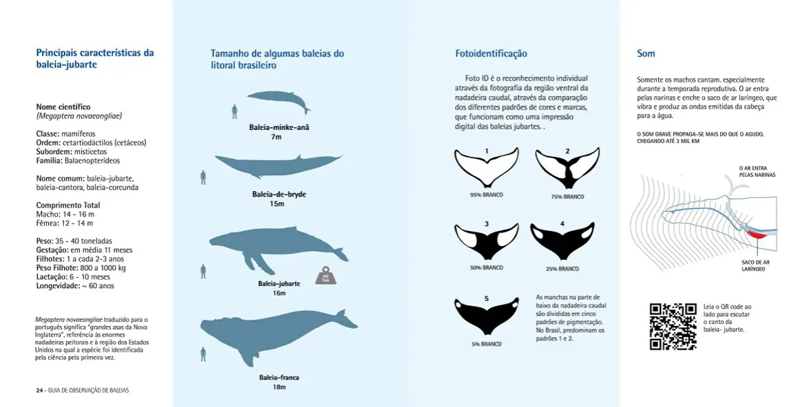 Infográfico com o tamanho das baleias do litoral brasileiro e a fotoidentificação pela cauda