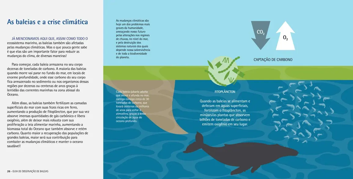 Infográfico sobre o papel das baleias na captura de carbono