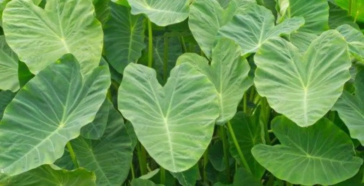 Canteiro de taiobas