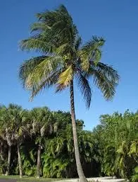Coqueiro contra o céu azul