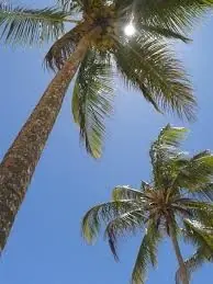 Coqueiros vistos de baixo, contra o céu