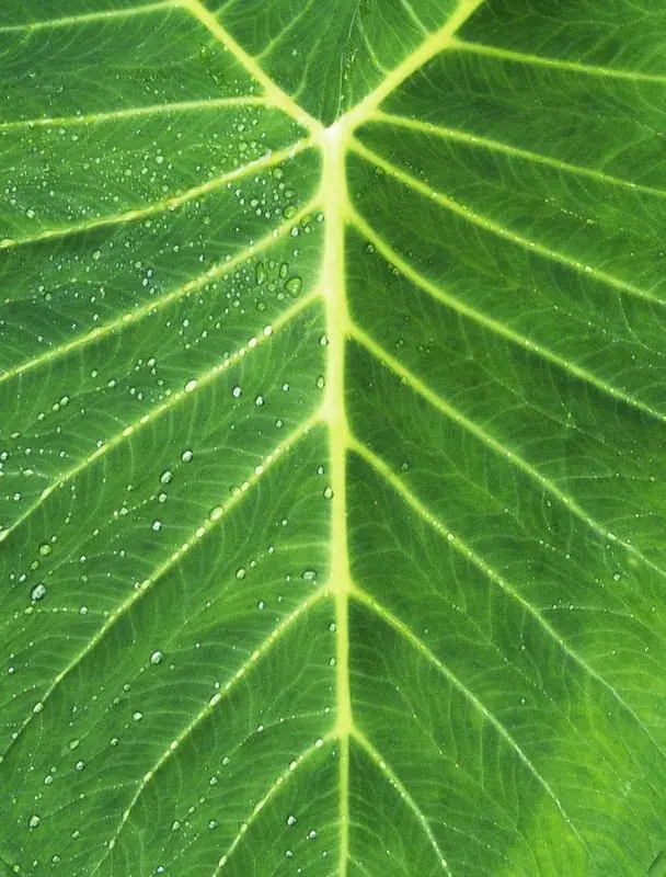 Folha de taioba com nervuras claras e gotas de água