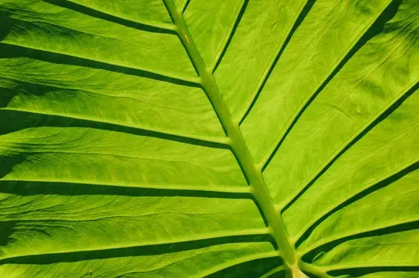 Folha tropical verde vista contra a luz