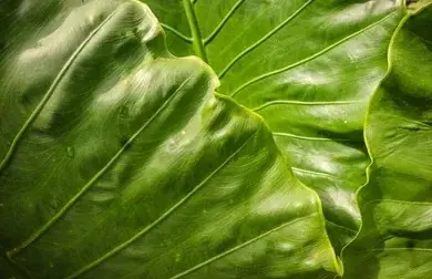 Folha tropical verde em close