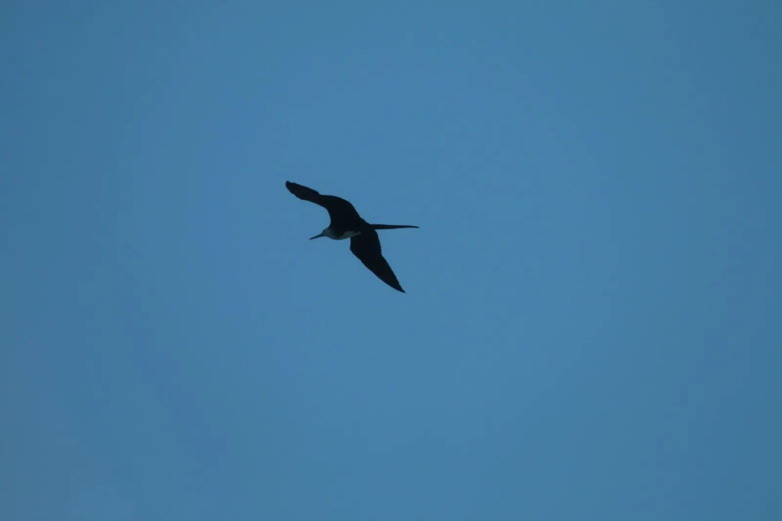 Fragata em voo no céu azul durante o passeio de barco