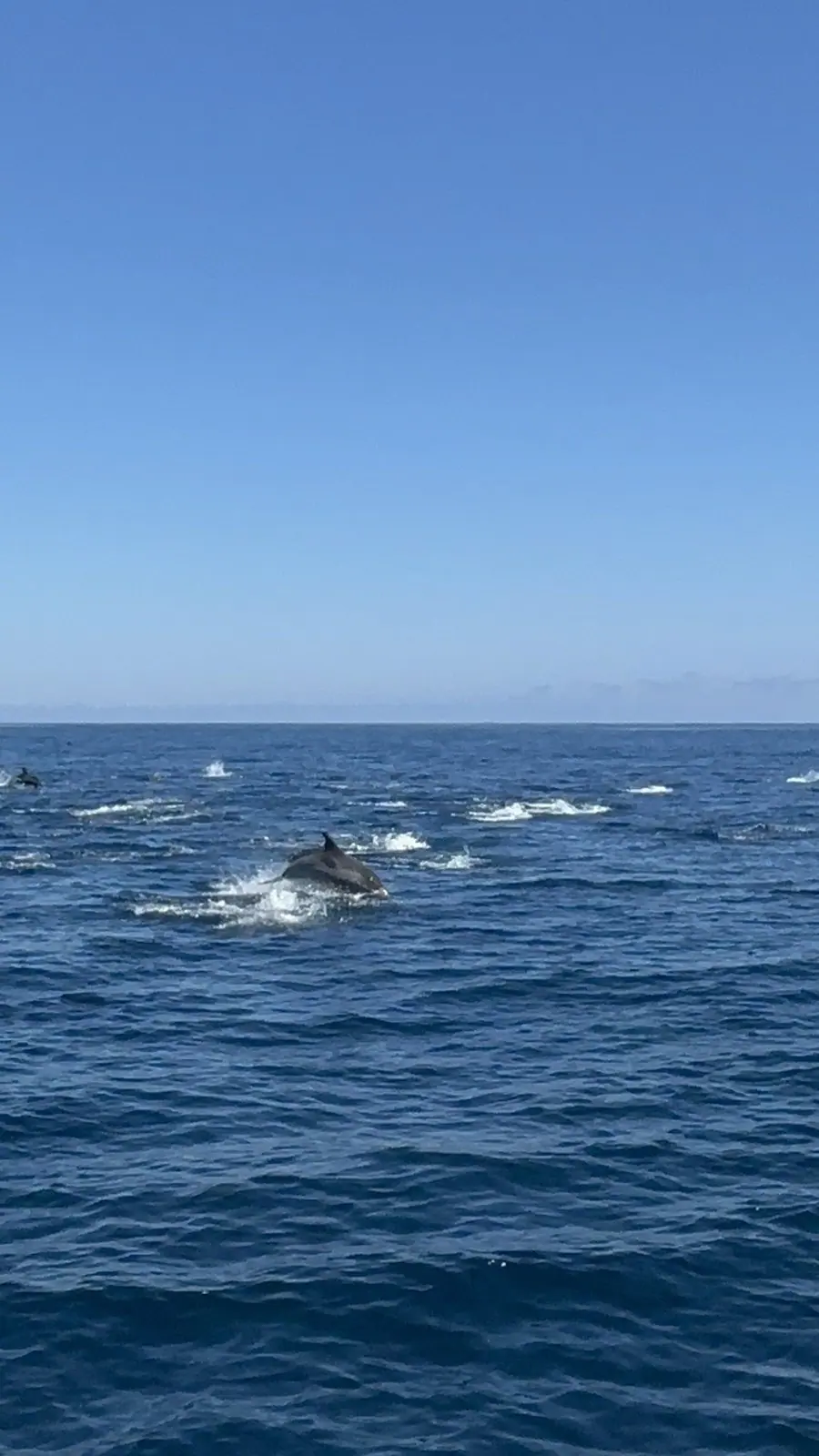 Golfinhos nadando no mar aberto do litoral norte