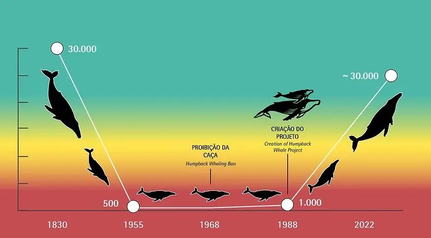 Gráfico da recuperação da população de baleias-jubarte desde 1830