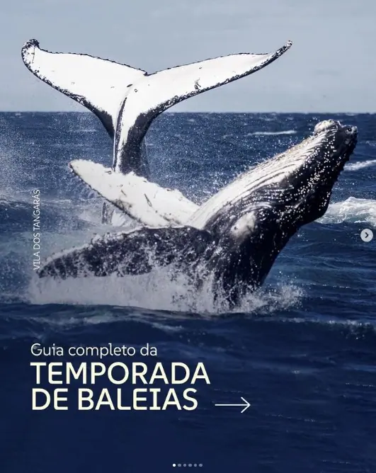 Baleia-jubarte saltando na capa do guia da temporada de baleias da Vila dos Tangarás