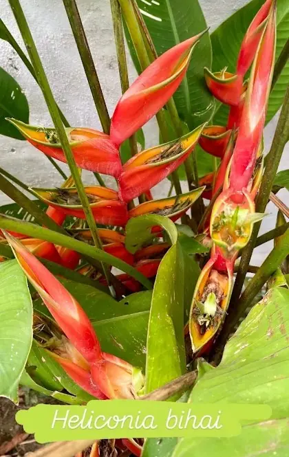 Helicônia (Heliconia bihai) vermelha e amarela
