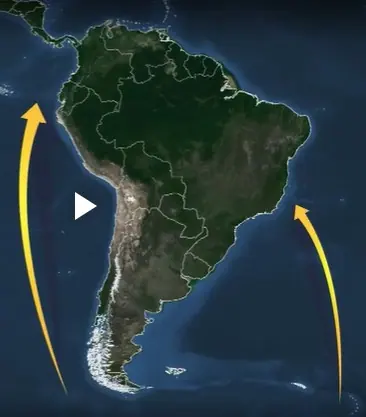 Mapa da América do Sul com as rotas de migração das baleias