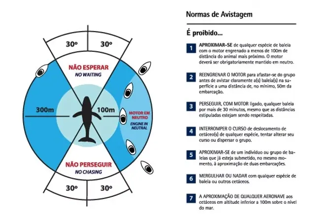 Normas de avistamento de baleias: distâncias mínimas e o que é proibido para embarcações