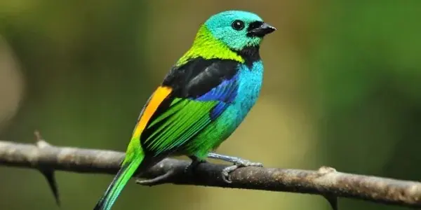 Saíra-sete-cores pousada num galho