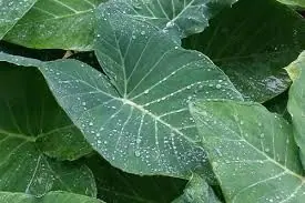 Folhas de taioba com gotas de orvalho