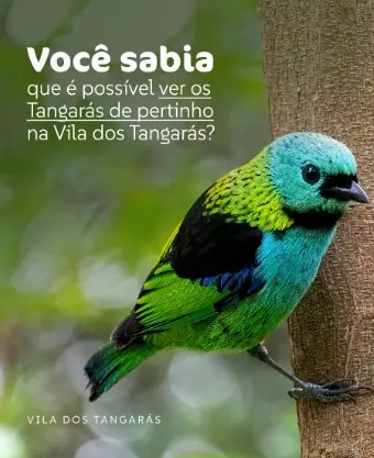 Saíra-sete-cores na arte "Você sabia que é possível ver os tangarás de pertinho na Vila dos Tangarás?"