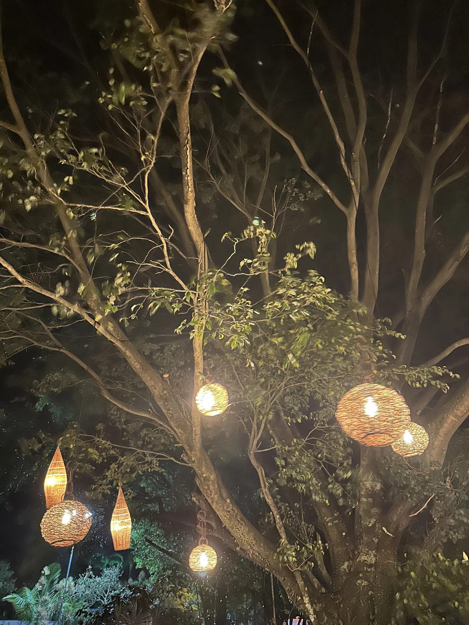 Luminárias de palha nas árvores do jardim do restaurante Pimenta de Cheiro, em Toque-Toque Pequeno, à noite