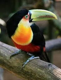 Tucano-de-bico-verde pousado num galho